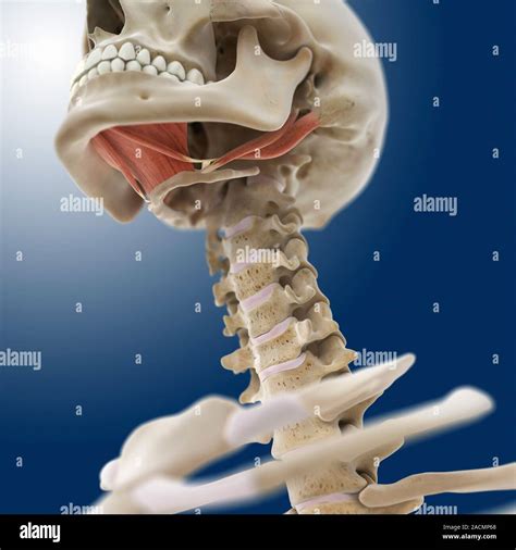 Hyoid Bone Jaw