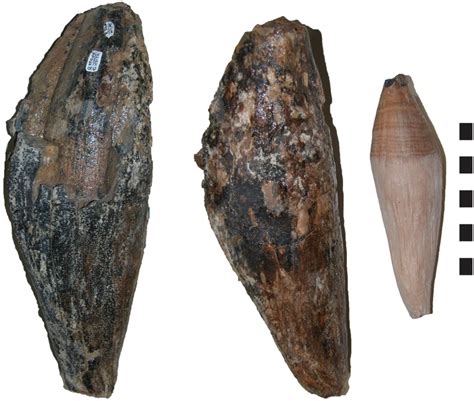 Livyatan Melvillei Teeth
