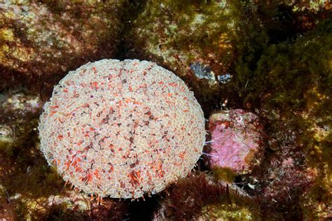 Flower Urchin (Toxopneustes pileolus) – Complete Care Guide | Reeflings