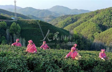 湖北襄阳：基地茶农采茶忙-人民图片网