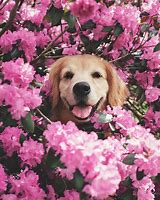 Image result for Golden Retriever and Bunnies