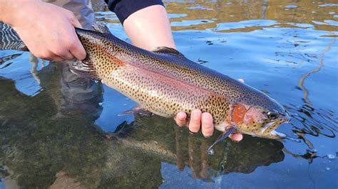 Pa. Fish and Boat Commission releases 2026 trout stocking schedules ...