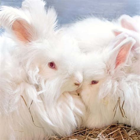 The Angora Rabbit – Complete Breed Guide and 5 Top Care Tips