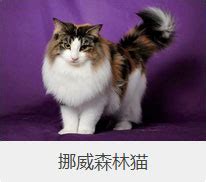盘点67种猫猫品种大全，太详细了！(2)_猫猫选购_猫猫_宠物百科_秀宠网