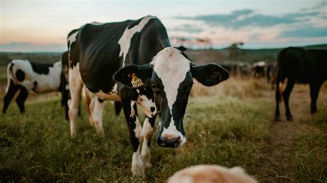 Dairy farming tips heat not coming causes symptoms home remedies to ...