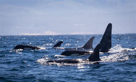 Jumping Orca Whale Pod