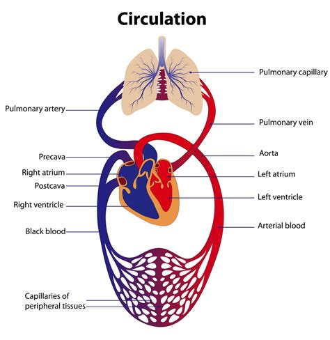 Cardiovascular System 的图像结果