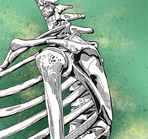 Image result for Acromion Function