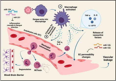 Dengue Virus Infection: A Tale of Viral Exploitations and Host Responses