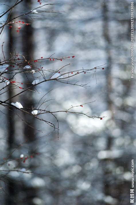 冬天,树木,雪景,自然风景桌面壁纸_高清风景壁纸_彼岸桌面
