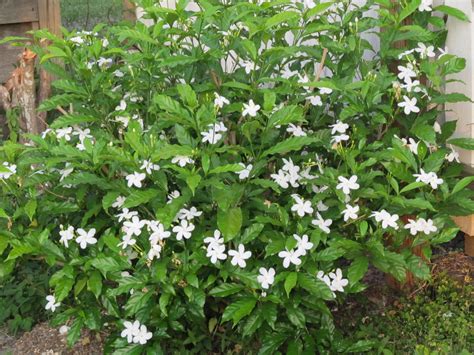 Jasmine Bush: Easy Care Guide and Gorgeous Fragrant Flowers