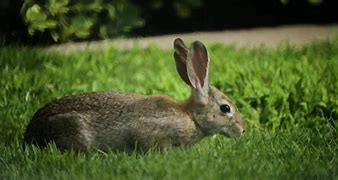 Image result for Rabbit Spring Fever