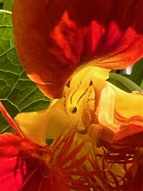 Color And Light, As Promised. Every Day Until May - Bedlam Farm