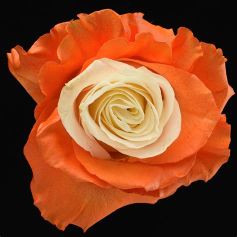Orange White – Infinity Love Roses