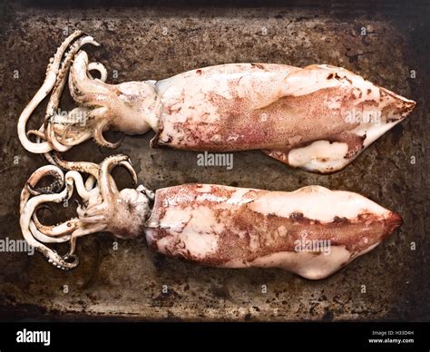 Image result for Cooked Squid