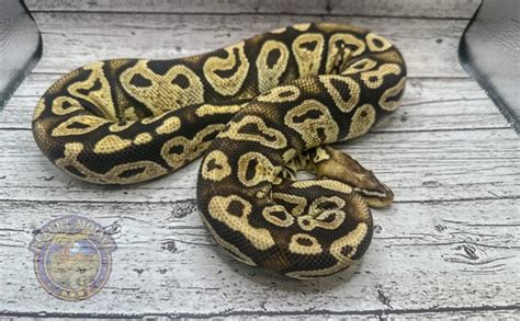 Image result for Marvel Ball Python