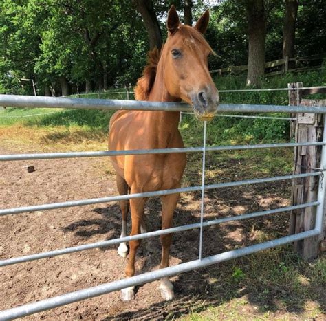 Oldenburger Mix Stute in kremmen | Tiere | Kleinanzeigen