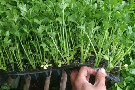 芹菜栽培技术要点：如何育苗、定植与田间管理 - 农业百科