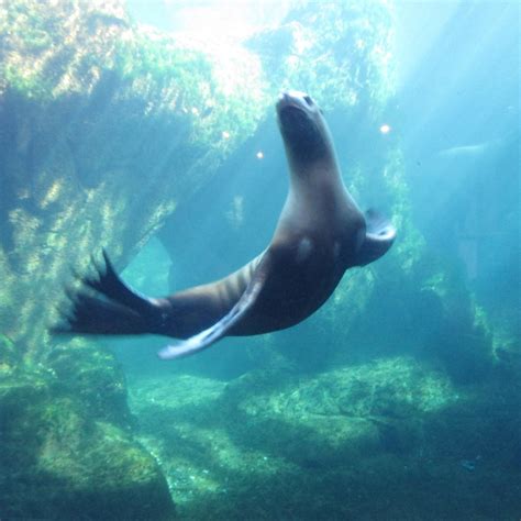 ALASKA SEALIFE CENTER (2025) All You Need to Know BEFORE You Go (with ...