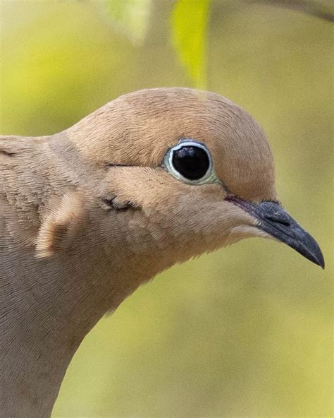 Mourning Dove Meaning: Are Mourning Doves a Sign of Death?
