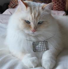 cat hair seven creative crafty uses for cat hair catster cat hair seven creative crafty uses for cat hair catster