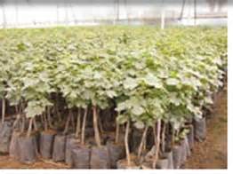 Horticulture :: Vegetables::Small onion