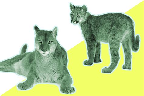 Jaguar Panther Cougar Mountain Lion Differences