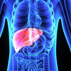 Image result for Normal Liver Function