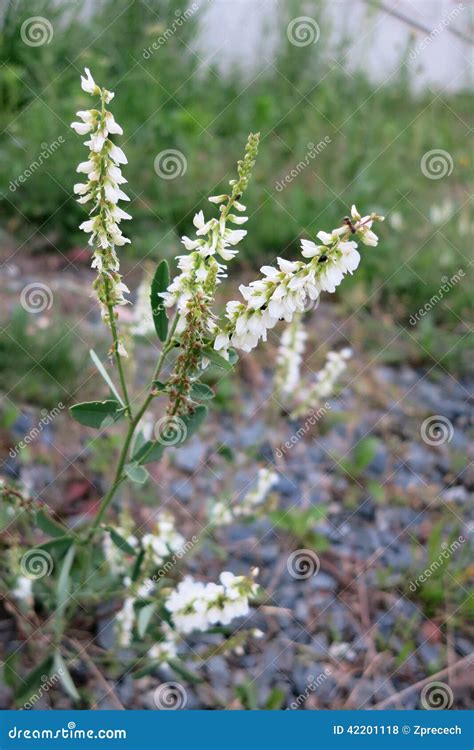 Melilotus Albus, Also Known As Honey Clover, Bokhara Clover (Australia), Sweet Clover, Or White ...