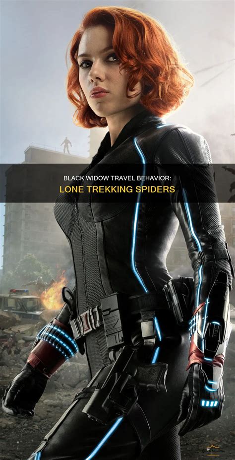Black Widow Travel Behavior: Lone Trekking Spiders | QuartzMountain