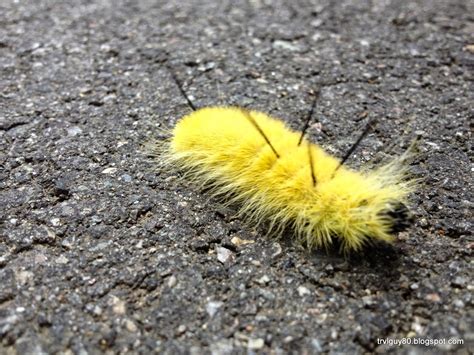 The Andrew Project: : American Dagger Moth Caterpillar, Acronicta Americana