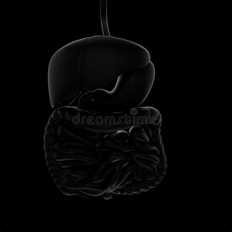 Image result for Digestive System No Background