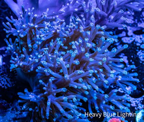 "Buy High-Quality Pulsing Xenia Coral for Your Aquarium | Order Now" – Zeo Box Reef Aquaculture