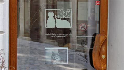 Coffee & Kittens: The Cutest Cat Cafes In America - TheSpicyChefs