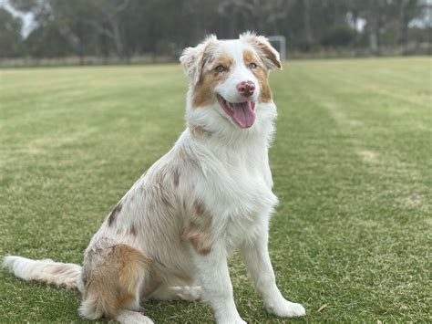 Aimante Shepherds – Breeder of Australian Shepherds