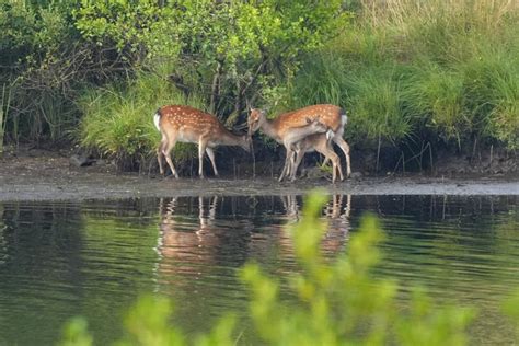 CEOL MOR HIGHLAND LODGES (Lairg) - Lodge Reviews, Photos, Rate ...