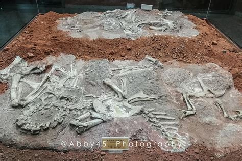 广东河源闹市区挖出43枚恐龙蛋化石 19枚完整|广东河源|恐龙蛋_新浪新闻