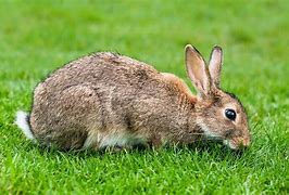 Image result for Animals Rabit