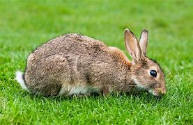 Image result for Rabbiot Cute