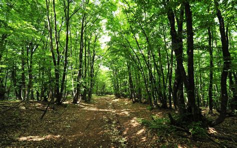 Image result for Forest Background