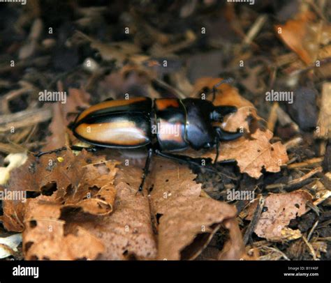 Female Giant Yellow Stag Beetle, Odontolabis femoralis, Lucanidae ...