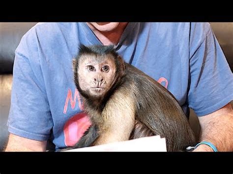 Capuchin MonkeyBoo 的图像结果