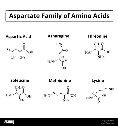 Isoleucine Amino Acid Structure