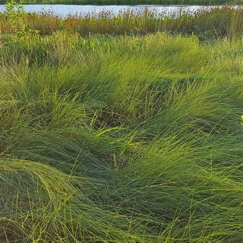 Wetland Grasses Elymus Virginicus (Virginia Wild Rye) — Wetland