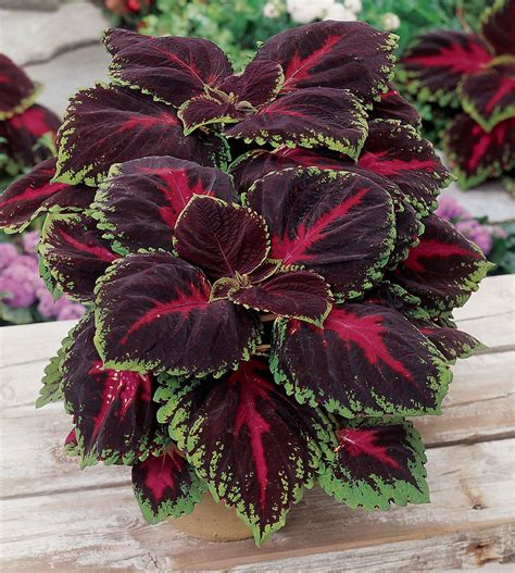 Tips for Growing Colorful Coleus | Plants, Foliage plants, Red plants