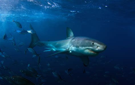 Study reveals new details about the diets of great white sharks - Earth.com