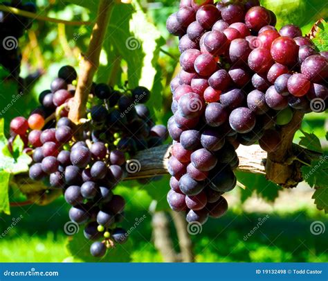 Clusters of Grapes on the Vine. Stock Photo - Image of harvest, grape ...