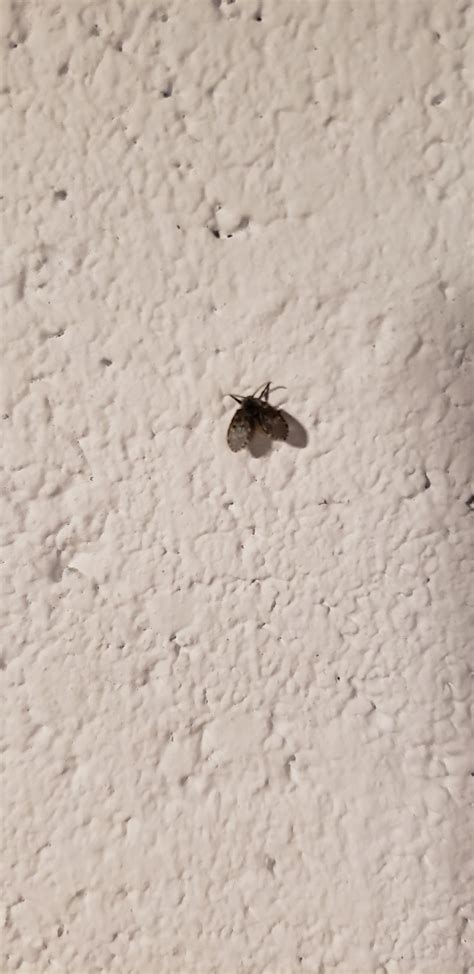 What are these tiny flies that have suddenly appeared en masse in my ...