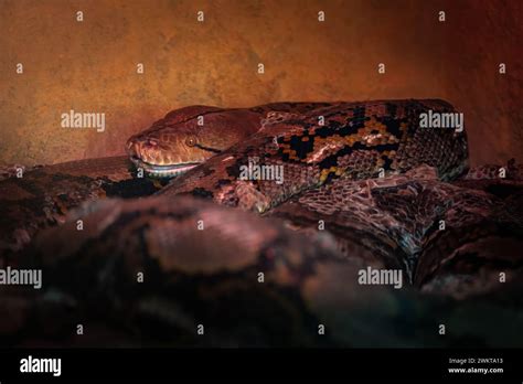 Image result for Reticulated Python Snake