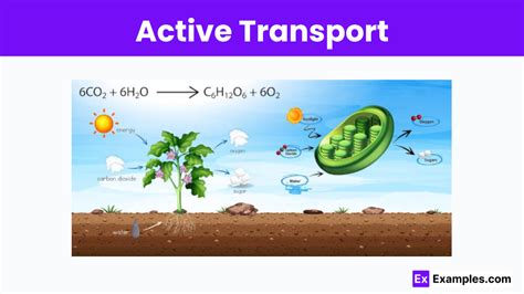 Image result for Active Transport Video Example